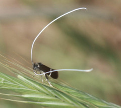 Adela singulella