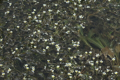 Ranunculus kauffmannii