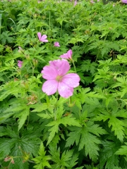 Geranium