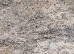 Cicindela cazieri