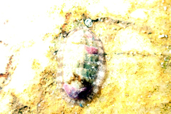 Ischnochiton thomasi