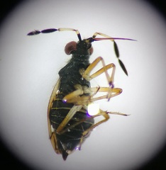 Chartoscirta cocksii