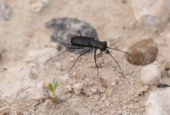 Cicindela cazieri