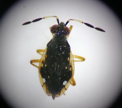 Chartoscirta cocksii