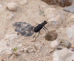 Cicindela cazieri