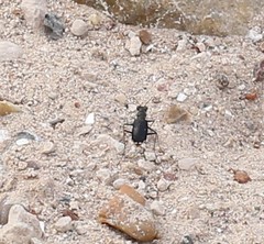 Cicindela cazieri