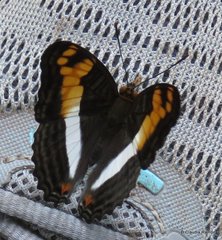 Adelpha thesprotia