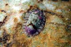 Ischnochiton thomasi