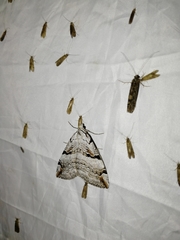 Aplocera praeformata