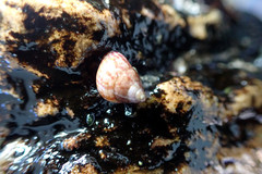 Prothalotia pulcherrima