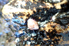 Prothalotia pulcherrima