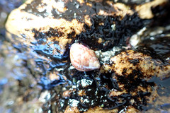 Prothalotia pulcherrima