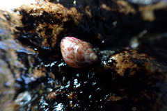 Prothalotia pulcherrima