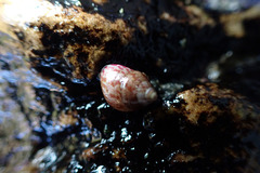 Prothalotia pulcherrima