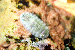 Ischnochiton thomasi