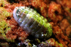 Ischnochiton thomasi