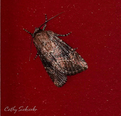 Anhimella contrahens