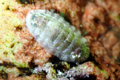 Ischnochiton thomasi