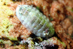 Ischnochiton thomasi