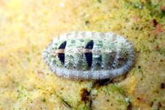 Ischnochiton thomasi