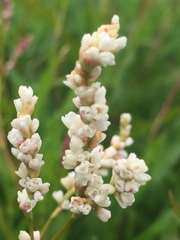 Persicaria maculosa