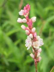 Persicaria maculosa
