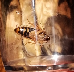 Ectobius sylvestris