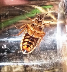 Ectobius sylvestris