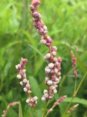 Persicaria maculosa