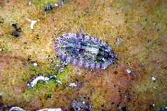 Ischnochiton thomasi