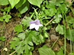Campanula moravica