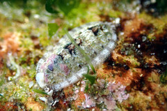 Chitonoidea