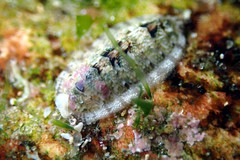 Chitonoidea