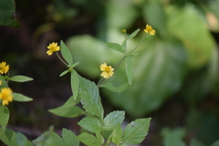 Melampodium microcephalum