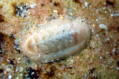 Ischnochiton cariosus