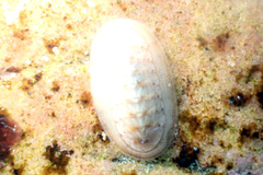 Ischnochiton cariosus