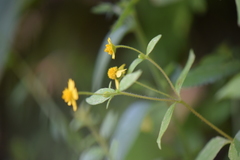 Melampodium microcephalum