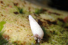 Pagurixus handrecki