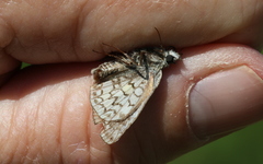 Pyrgus sidae