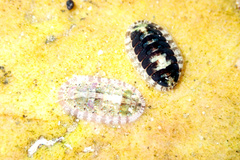Ischnochiton thomasi