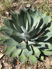 Agave guadalajarana