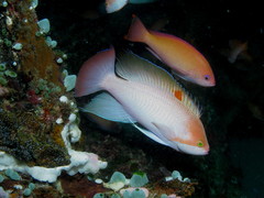 Pseudanthias hypselosoma