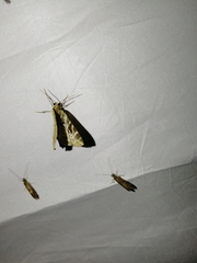Eustroma reticulata