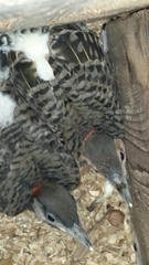 Colaptes auratus auratus