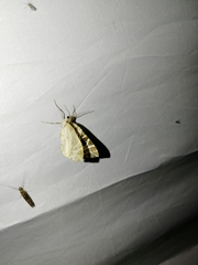 Eustroma reticulata