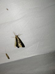 Eustroma reticulata