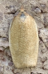 Aphelia alleniana