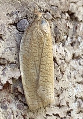Aphelia alleniana