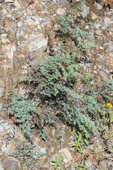 Argyrochosma formosa
