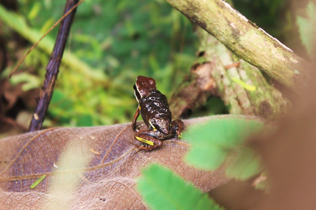 Amazon Poison Frog